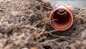 Tree Roots and Recurring Drain Clogs in Brooklyn Center: What Homeowners Should Know